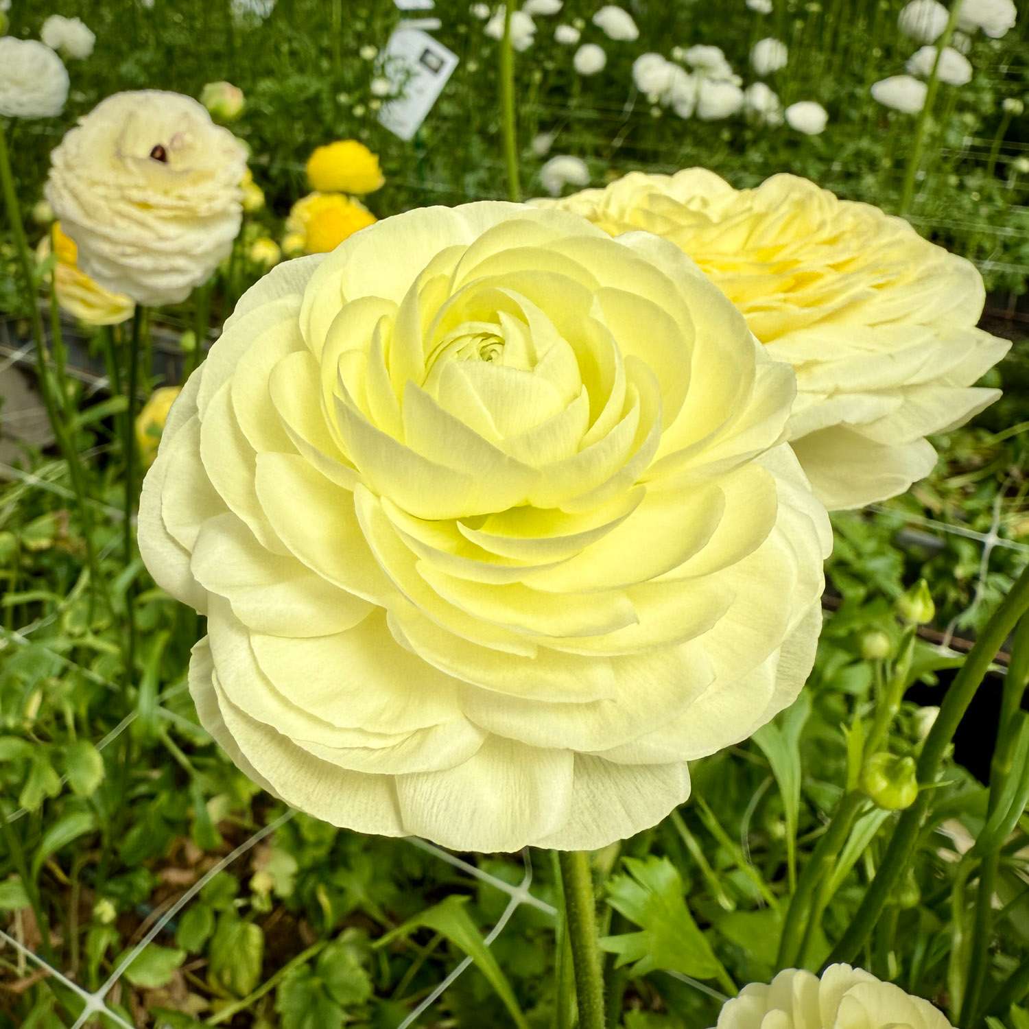 Ranunkel 'Elegance® Crema' - Ranunkler